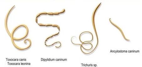 Vermes e os seus nomes