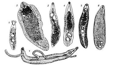 Trematodos (vermes planos)