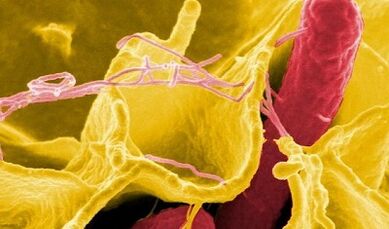 Signos de parasitos no corpo humano