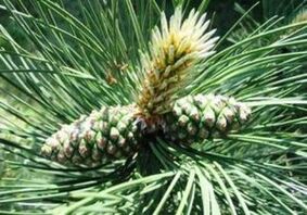 Kiefer para limpar o corpo dos parasitos