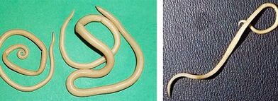 Que parasitos pode ter unha persoa