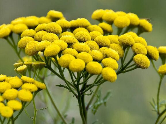 Tansy - un remedio contra parasitos
